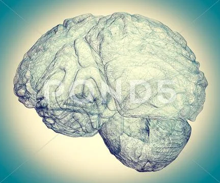 Model brain in projections , body structure, wire model: Graphic #63859029