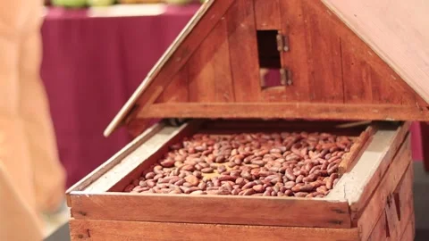 Model cocoa house filled with drying cocoa beans Vídeo Stock 347487380