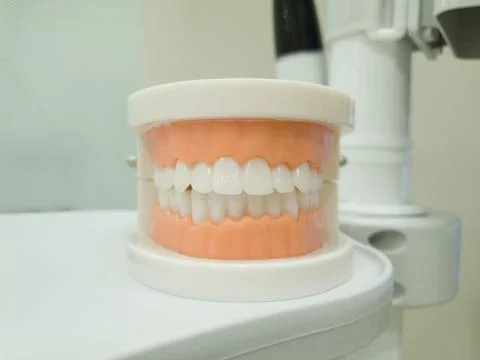 Model Dentures. Dental teeth model Foto stock