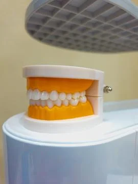 Model Dentures. Dental teeth model 스톡 사진