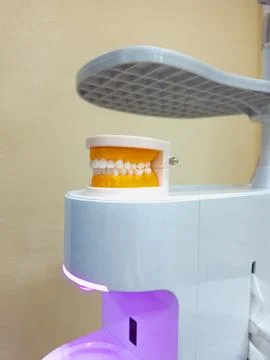 Model Dentures. Dental teeth model Stock Photos