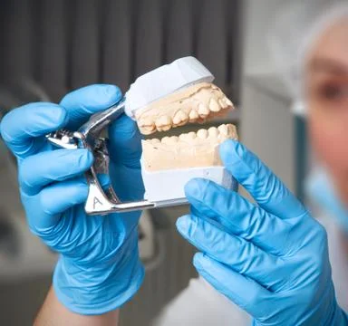 Model of dentures in the hands Stock Photos