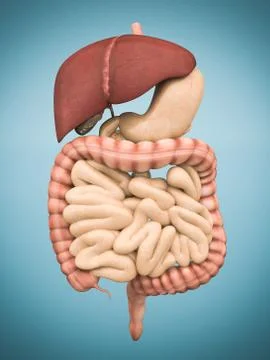 Model of the digestive system Stock Illustration