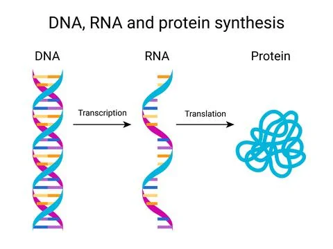 Model of DNA, RNA and protein synthesis process Stock Illustration