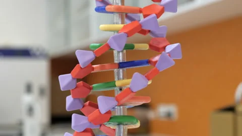 Model Of Double Helix DNA Teaching Aid In A Science Classroom, CLOSE UP Stock Footage 142111866