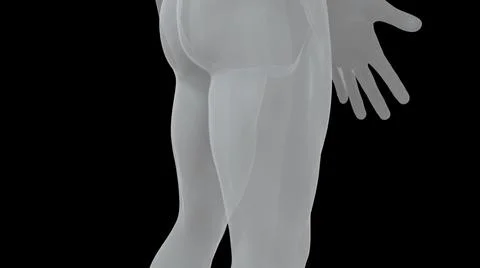 Model of the human body from head to toe, computer generated. 3d rendering 스톡 일러스트