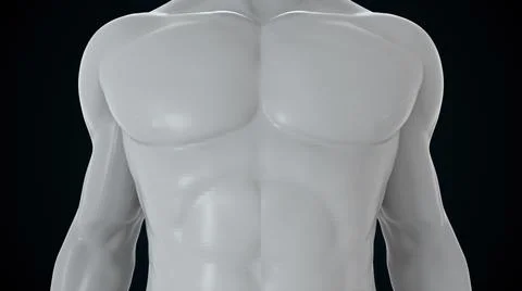 Model of the human body from head to toe, computer generated. 3d rendering Stock Illustration