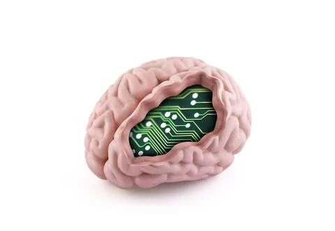 Model of a human brain with a computer circuit board inside isolated on white Stock Photos