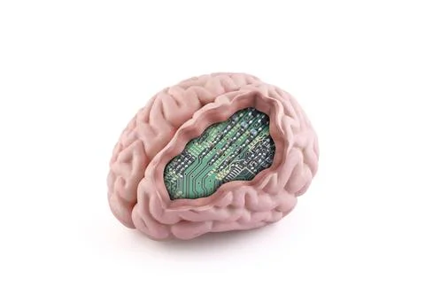 Model of a human brain with a computer circuit board inside isolated on white Stock Photos