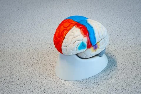 Model of the human brain with different colors Stock Photos