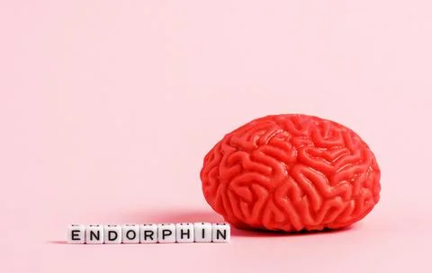 Model of the human brain with letter cubes with the inscription endorphin o.. Stock Photos