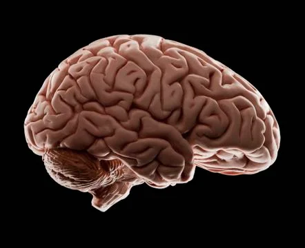 Model of human brain, studio shot Stock Photos