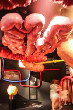 Model of the human duodenum on the ceiling. Stock Photos