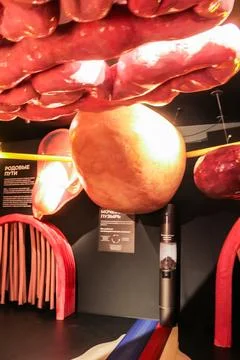 Model of the human duodenum with the urinary bladder on the ceiling. Stock Photos