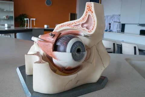 Model of a human eye 스톡 사진