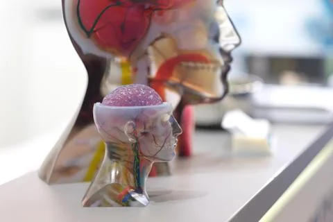 Model of the human head as an educational tool for anatomy at the exhibition  Stock Photos