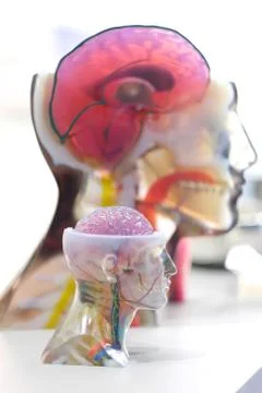 Model of the human head as an educational tool for anatomy at the exhibition  Stock Photos