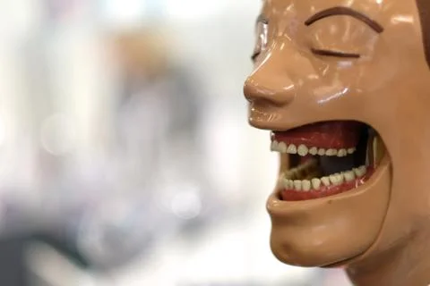 Model of the human head as a teaching aid for dentists at the exhibition of m Stock Photos