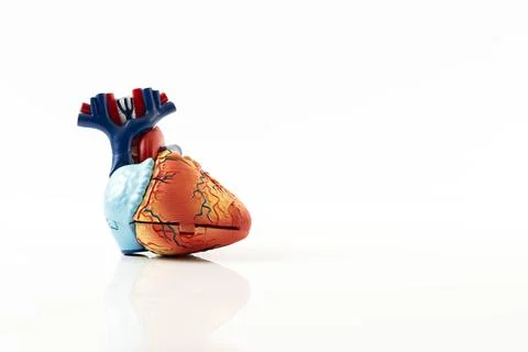 Model of the human heart Stock Photos