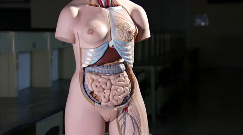 Model of human internal organs Stock Footage 43916387