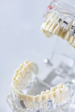 Model of human jaw. Selective Focus Stockfoto's