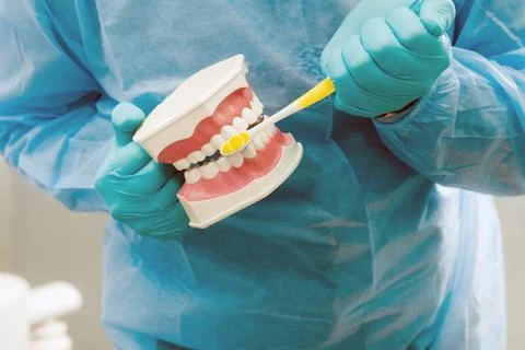A model of a human jaw with teeth and a toothbrush in the dentist's hand Fotos de archivo