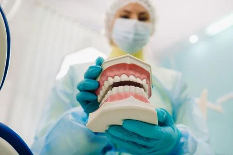 A model of a human jaw with teeth and a toothbrush in the dentist's hand Stock-Fotos