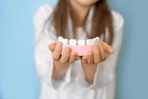 A model of a human jaw with teeth in the hands of a child. Stock Photos