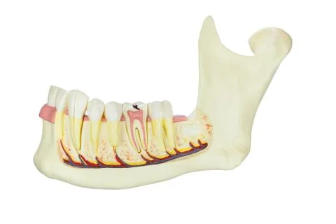Model human jawbone with teeth isolated on white background Stock Photos