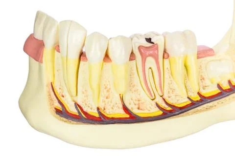 Model human jawbone with teeth on white background Stock Photos