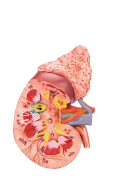 Model human kidney cross section inside Stock Photos