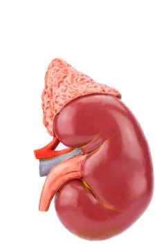 Model human kidney outside Stock Photos