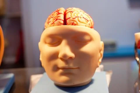 Model of human organs, the brain Stock Photos