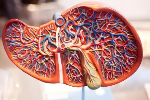 Model of human organs, the liver Stock Photos