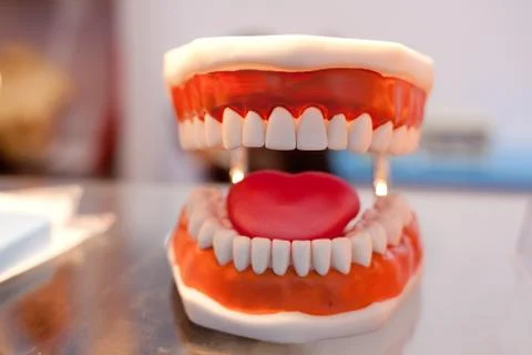 Model of human organs, teeth Stock Photos