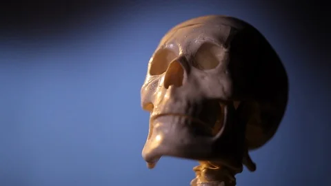 Model of human skeleton Stock Footage 98712339