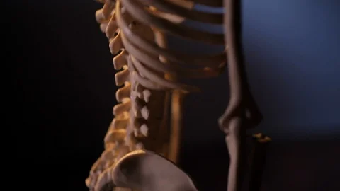Model of human skeleton Stock Footage 98712754