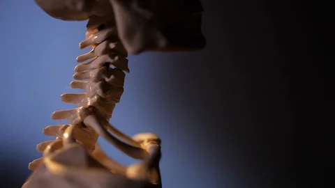 Model of human skeleton Stock Footage 98714626
