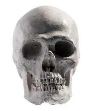 Model of a human skull isolated on white Stock Photos