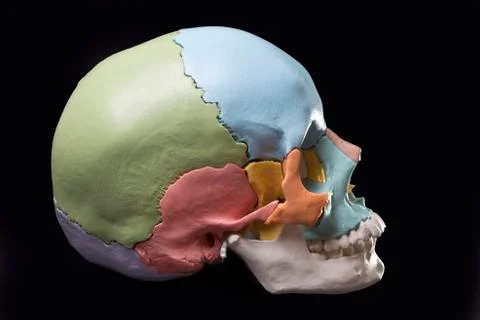 Model of a human skull Stock Photos