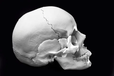 Model of a human skull Stock Photos