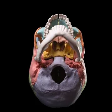Model of a human skull Stock Photos