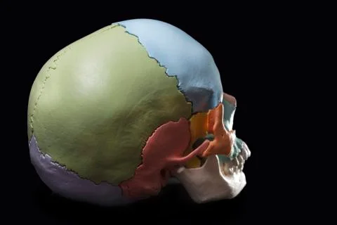 Model of a human skull Stock Photos