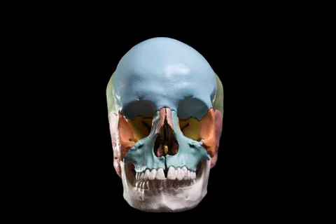 Model of a human skull Stock Photos