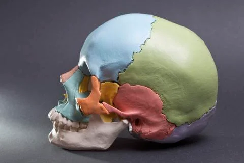 Model of a human skull Stock Photos