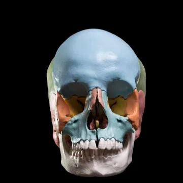Model of a human skull Stock Photos