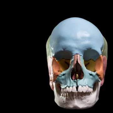 Model of a human skull Stock Photos