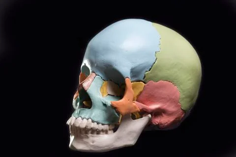 Model of a human skull Stock Photos