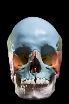 Model of a human skull Stock Photos