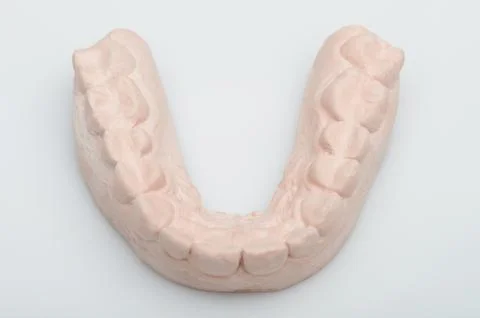 Model of human teeth Stock Photos